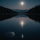 STOP ANIMAL ABUSE Icon