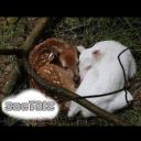 sᴏᴄɪᴀʟᴢ Icon