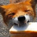 The Fox's Hideout Icon