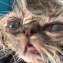 Gravity Falls roleplay server Icon