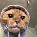 Cat Apocalypse?? Icon