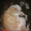 sosyal yaşam platformu Icon