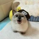 The sols community's 3rd chapter Icon