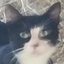 The Teehee Group Icon