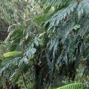 Pagan Druid Friends Icon