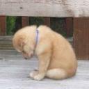 Desi yaoi express Icon