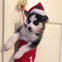 Husky's Chamber Icon