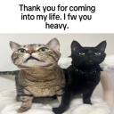 🎃 𝕂𝕠𝕥𝕒𝕜𝕒𝕚𝕟 🎃 Icon