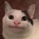 Lazy Cat Lounge Icon