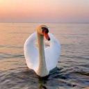 ・┆✦ʚ-The Cozy Corner.-ɞ✦ ┆・ Icon