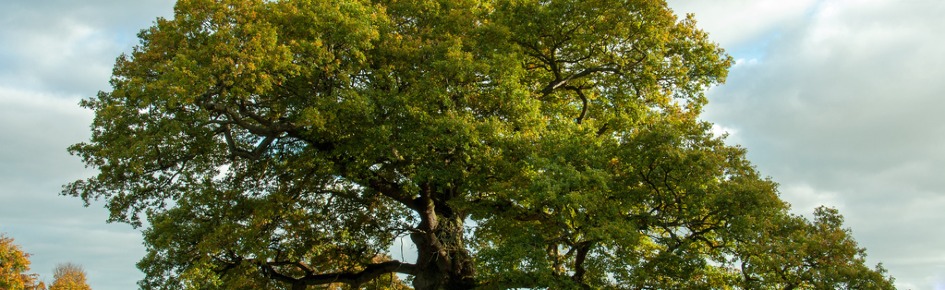 The S.e.r.v.e.r Discord Server Banner