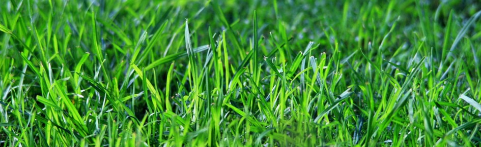 The Grass Society Discord Server Banner