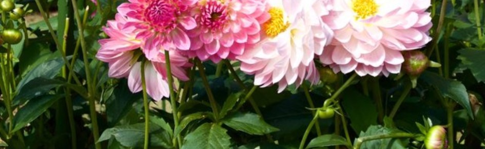 community Discord Server Banner