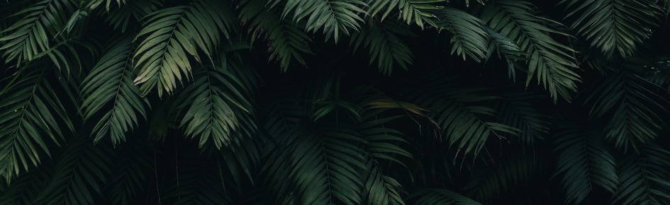 Developers Algerian Discord Server Banner