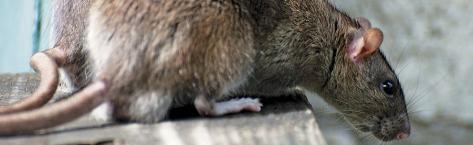 The Rat Hive Discord Server Banner