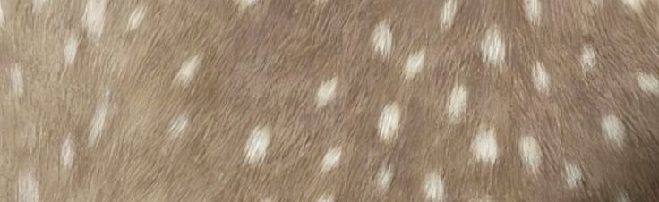 fawning Discord Server Banner