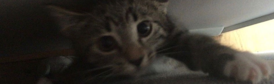 °`  𝒮𝓌𝑒𝑒𝓉 𝒟𝓇𝑒𝒶𝓂𝓈   `° Discord Server Banner