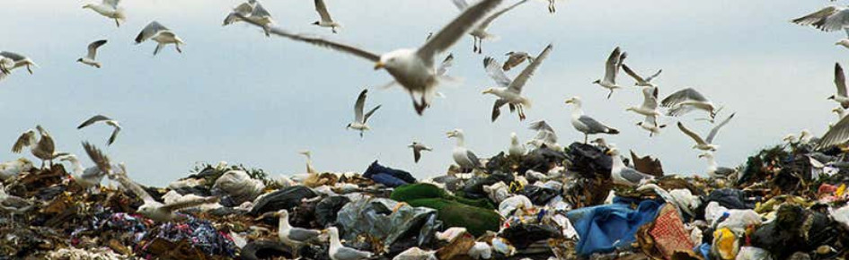 Seagull Hate Club Discord Server Banner