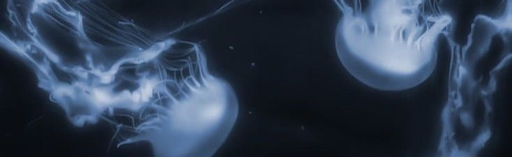 ʚ🫧꒱ Shark Zone ₊୧‧˚₊๑ Discord Server Banner