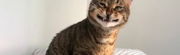 the crimson ace's(TCA) TSB clan Discord Server Banner