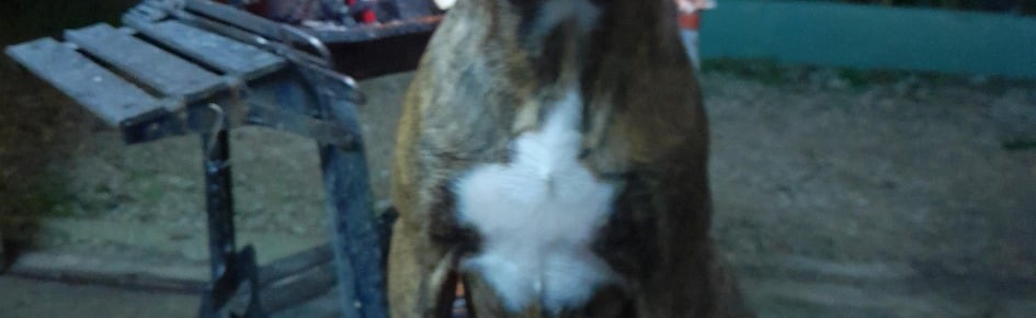 Algarve Discord Server Banner