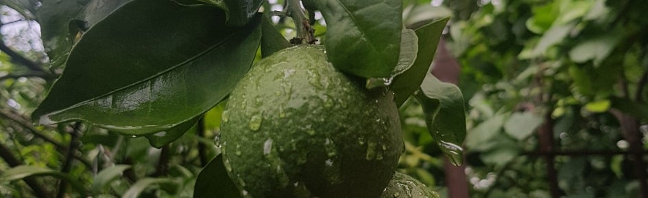 Fruit Sauce Discord Server Banner