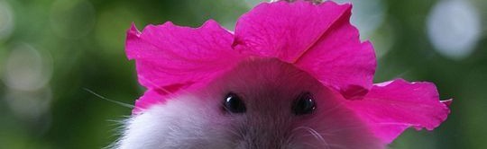 halles humble abode Discord Server Banner