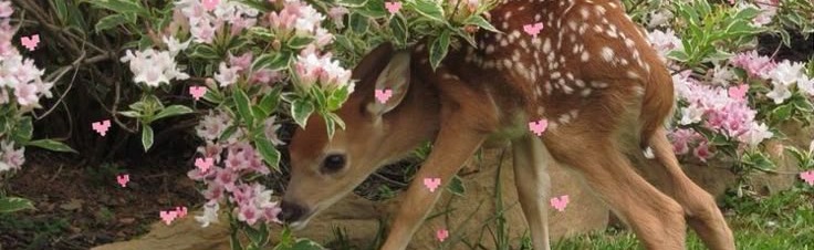 The Cozy Nook ♡ elora Discord Server Banner