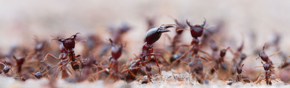 Ant-Keeping & Ethology Discord Server Banner