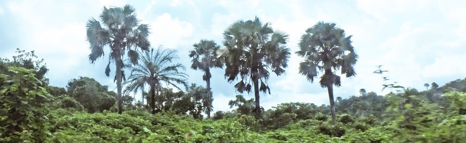 NatureTokenGroup Discord Server Banner