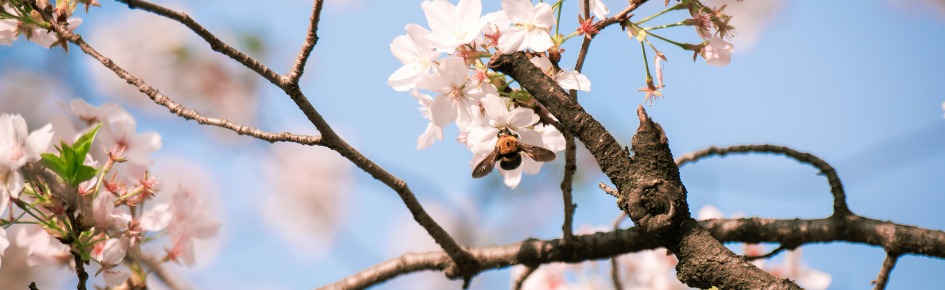 International language room Discord Server Banner