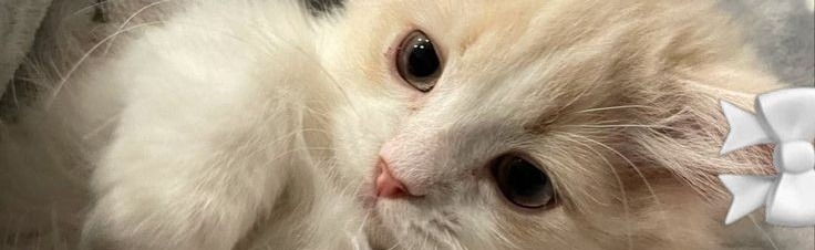 ✮⋆˙ᶜᵘᵗⁱᵉˢ⭑.ᐟ Discord Server Banner