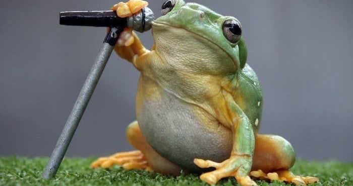 Talking Toad's Discord Server Banner