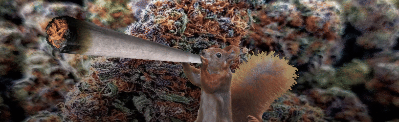 Kiffen? Discord Server Banner