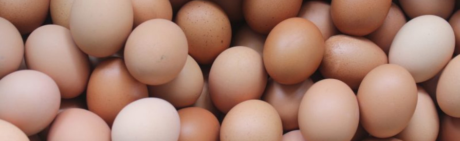 The Egg Basket Discord Server Banner