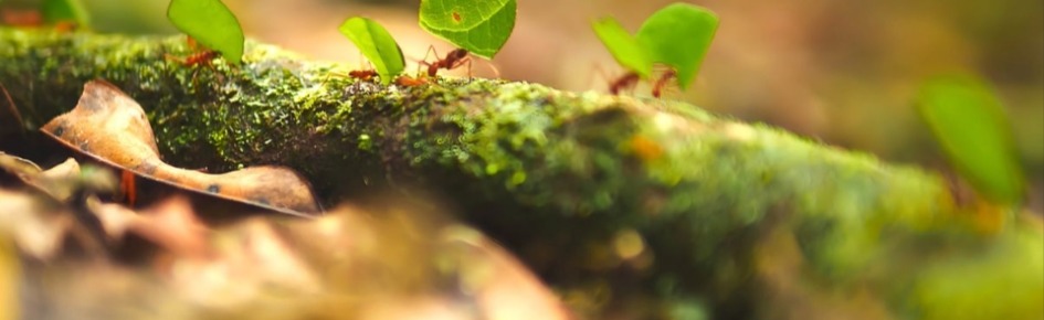 SlideDownMC Minecraft Discord Server Banner