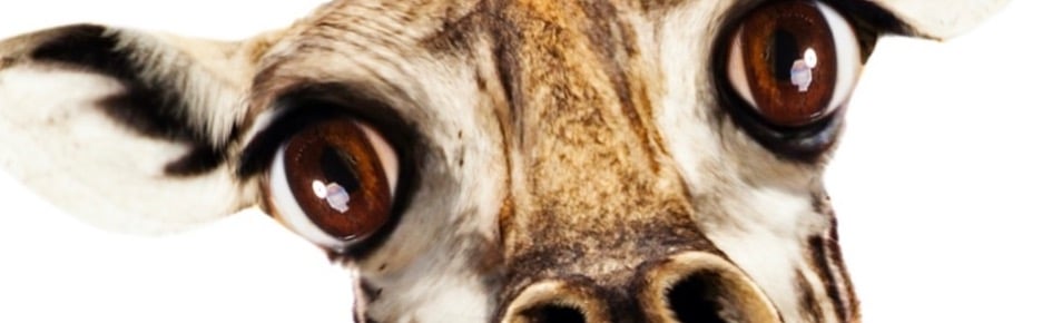 Hyggebanden Discord Server Banner