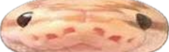 Tumation Discord Server Banner