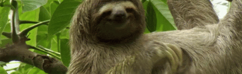 SlothsBar | Chatting ● Gaming ● Discord Server Banner