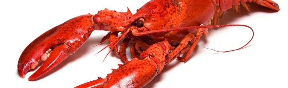 Order Of The Claw Discord Server Banner