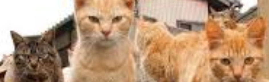 Cat gang Discord Server Banner