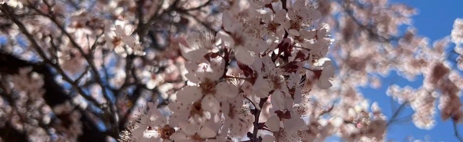 FURRYS AND FWEINDS Discord Server Banner