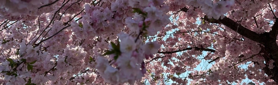 Sülale Discord Server Banner