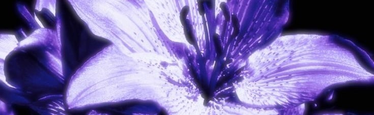 Amethyst Bloom Discord Server Banner