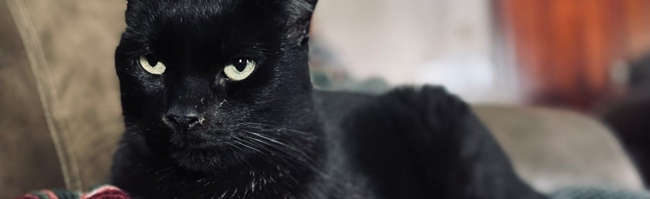 The Lumberyard™️ Discord Server Banner