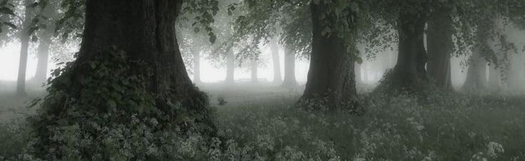 Amanita Discord Server Banner