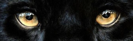 Quechua #BAŞLANGIÇ Discord Server Banner