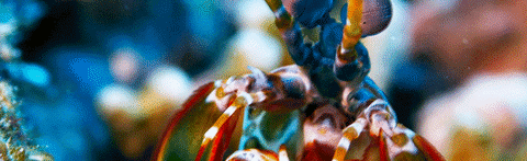 LostShrimps Discord Server Banner