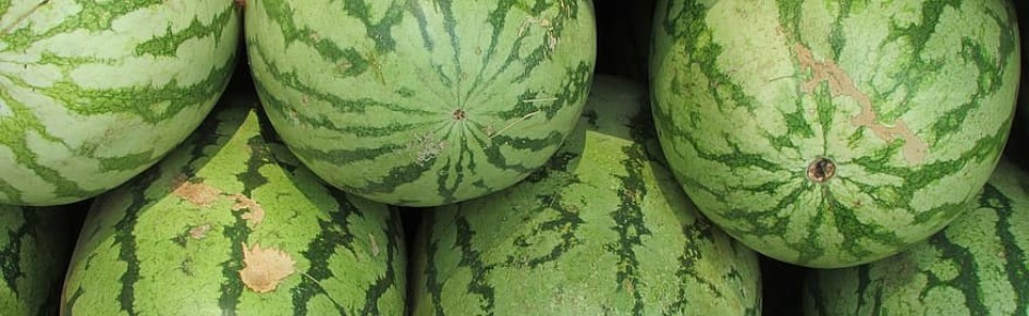 |SCC| Melonland Discord Server Banner