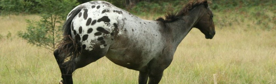 Horse Valley Discord Server Banner